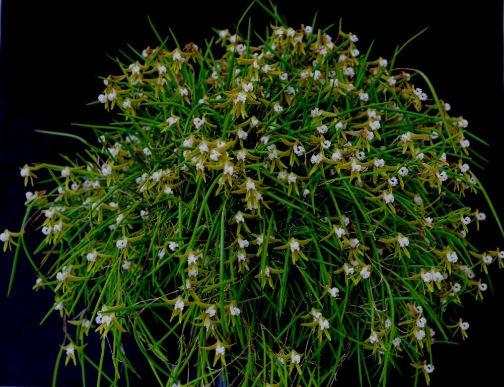 Dendrobium strioliatum