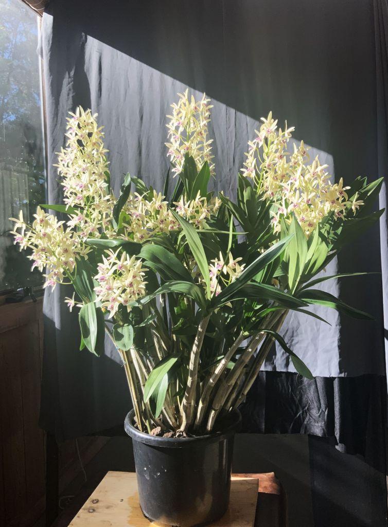 Dendrobium Australian Flindersmoon 'Suzanne' - photo 2