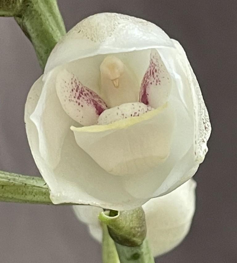 Peristeria elata