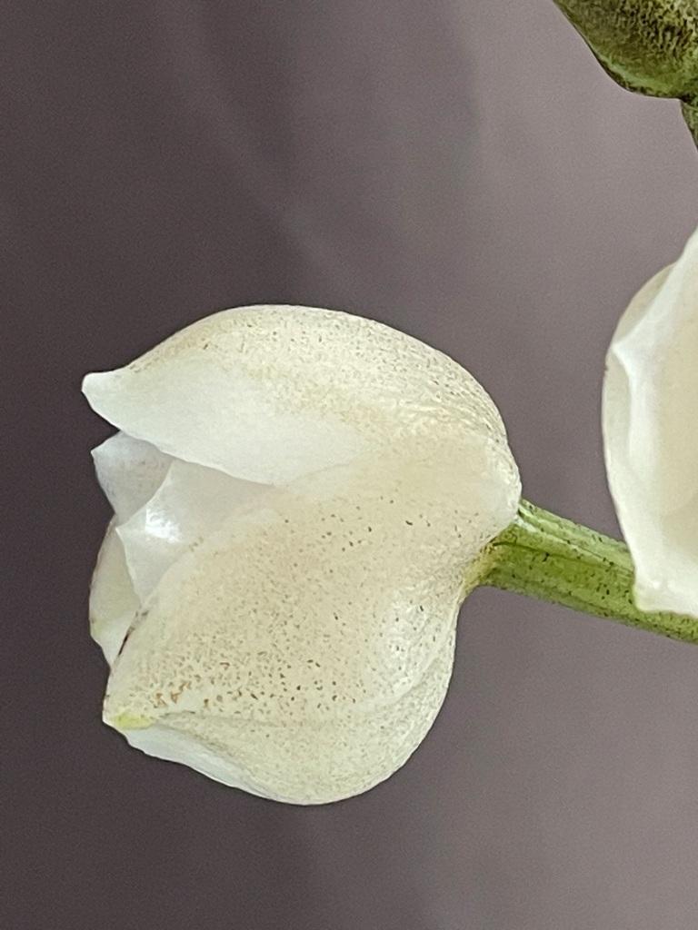 Peristeria elata - photo 2