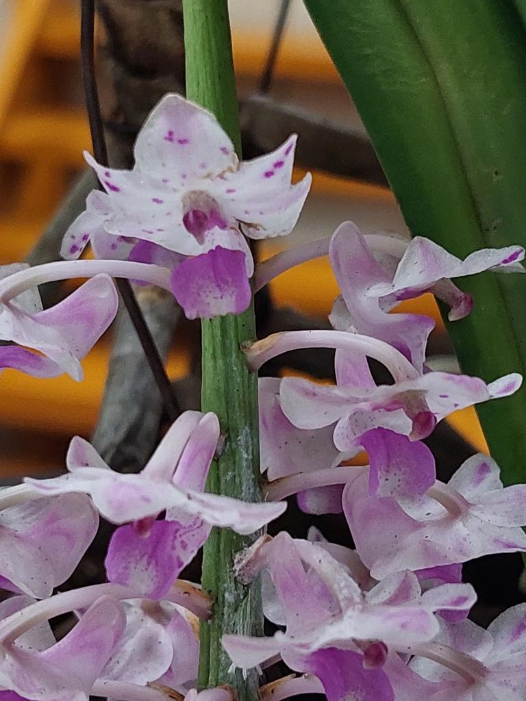 Rhynchostylis retusa 'Guimauve'