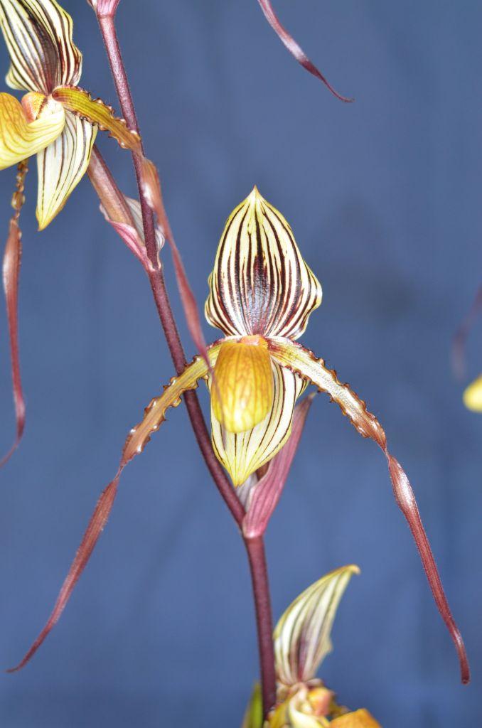 Paph Billy Cardalino