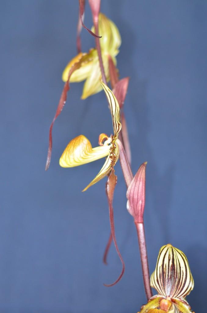 Paphiopedilum Billy Cardalino - photo 2