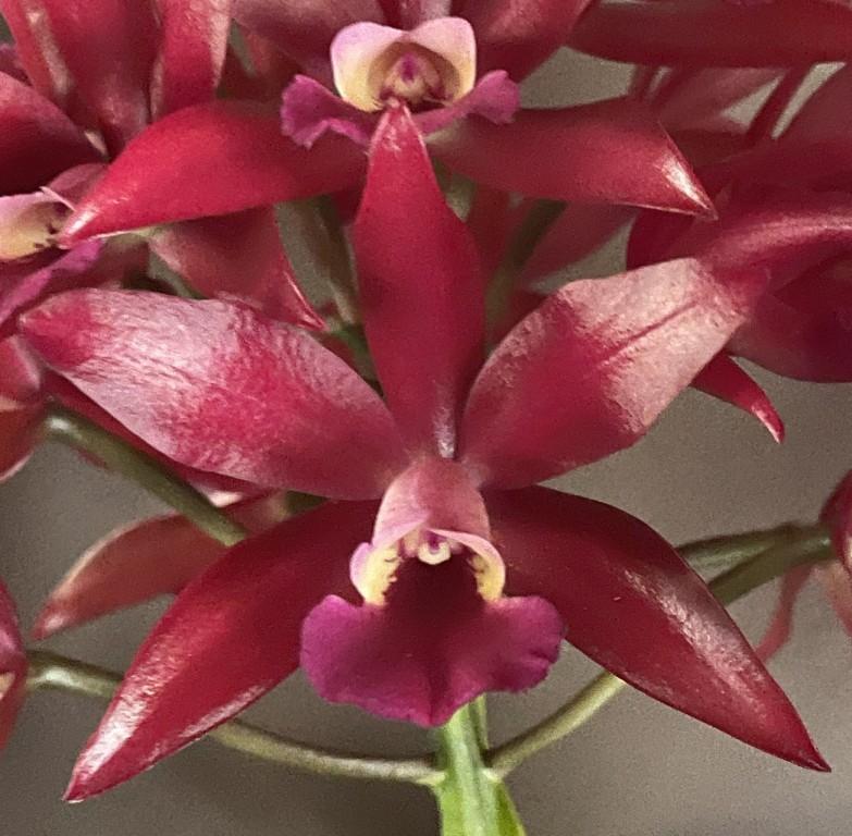 Ctt Towering Inferno