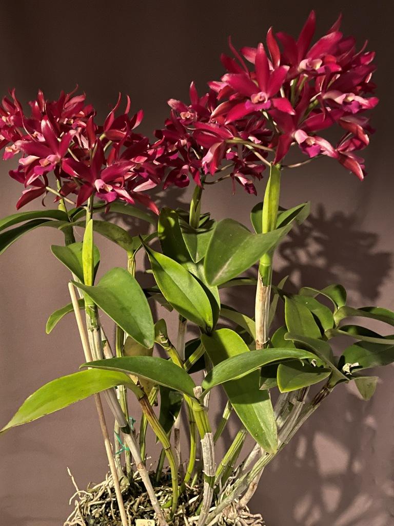 Cattlianthe Towering Inferno - photo 2