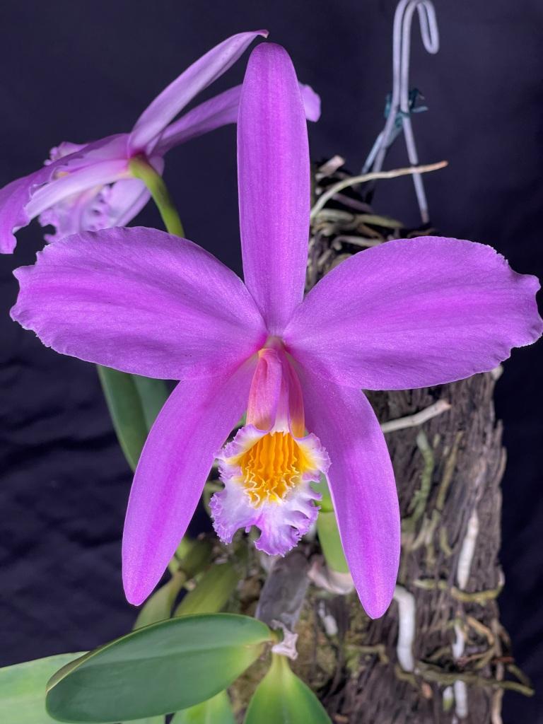 Cattleya jongheana 'Estrella Brasilena'