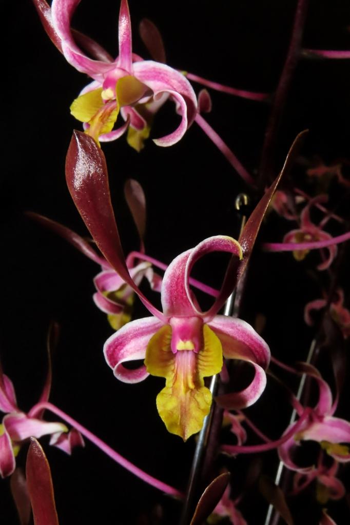 Den Magenta's Carroline