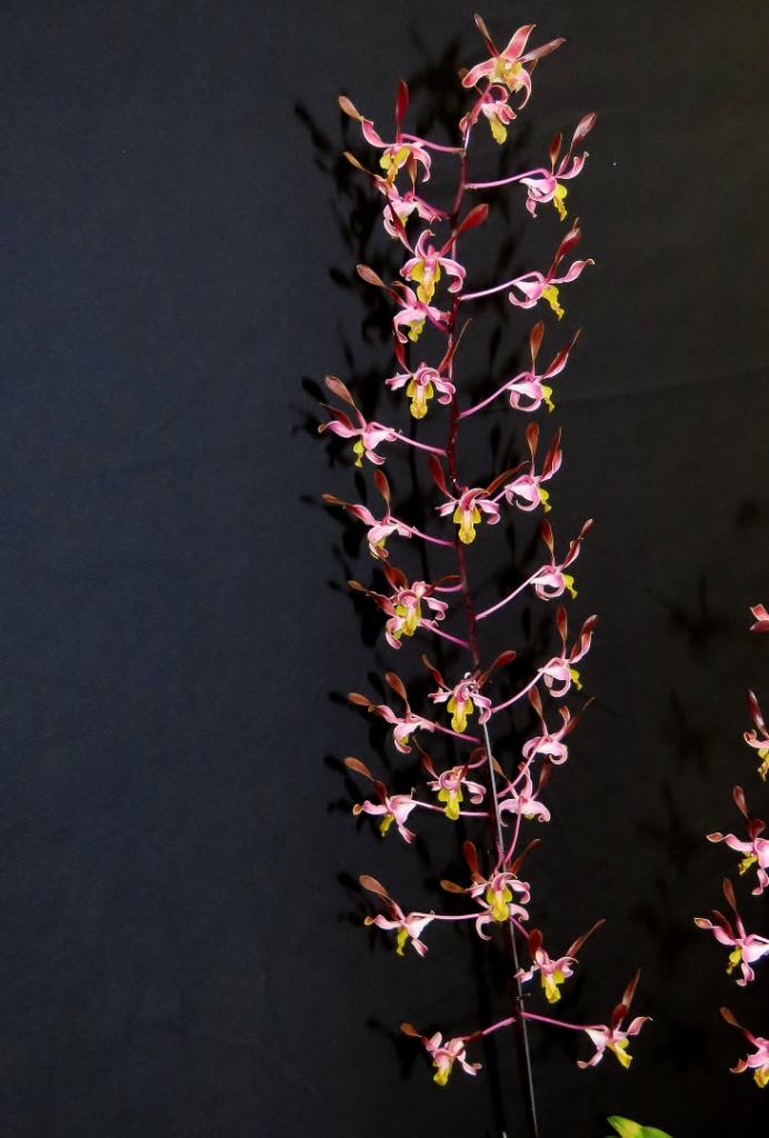 Dendrobium Magenta's Carroline - photo 2