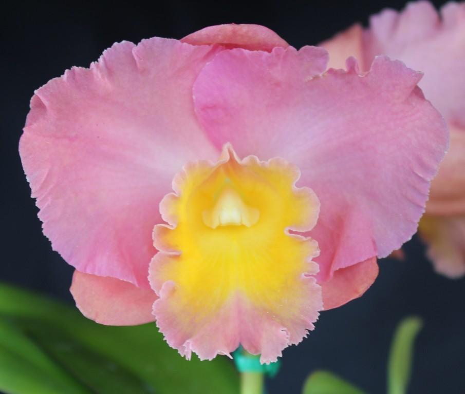 Rth Napp's Tradition