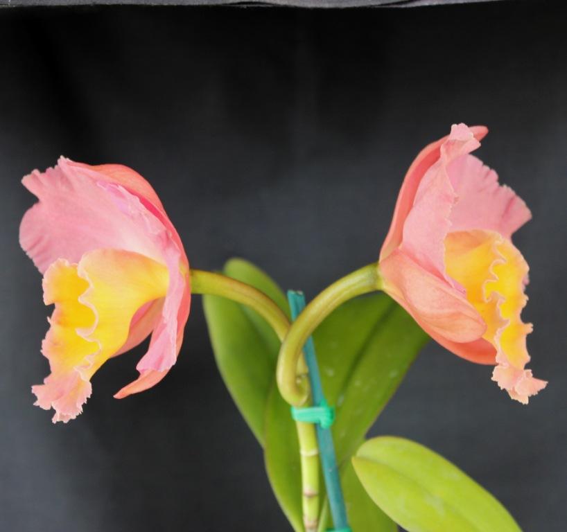 Rhyncattleanthe Napp's Tradition - photo 2