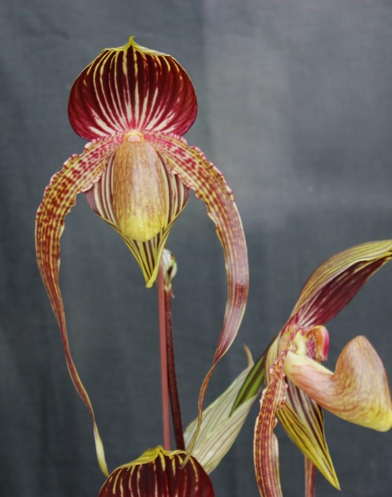 Paph Mar Ro