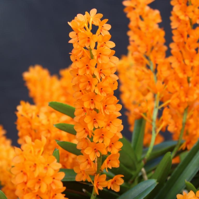 Vanda garayi - photo 2