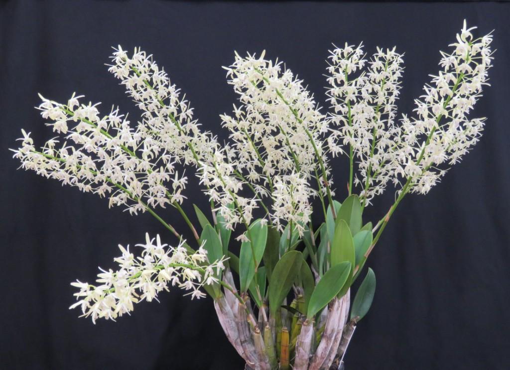 Dendrobium speciosum var. boreale