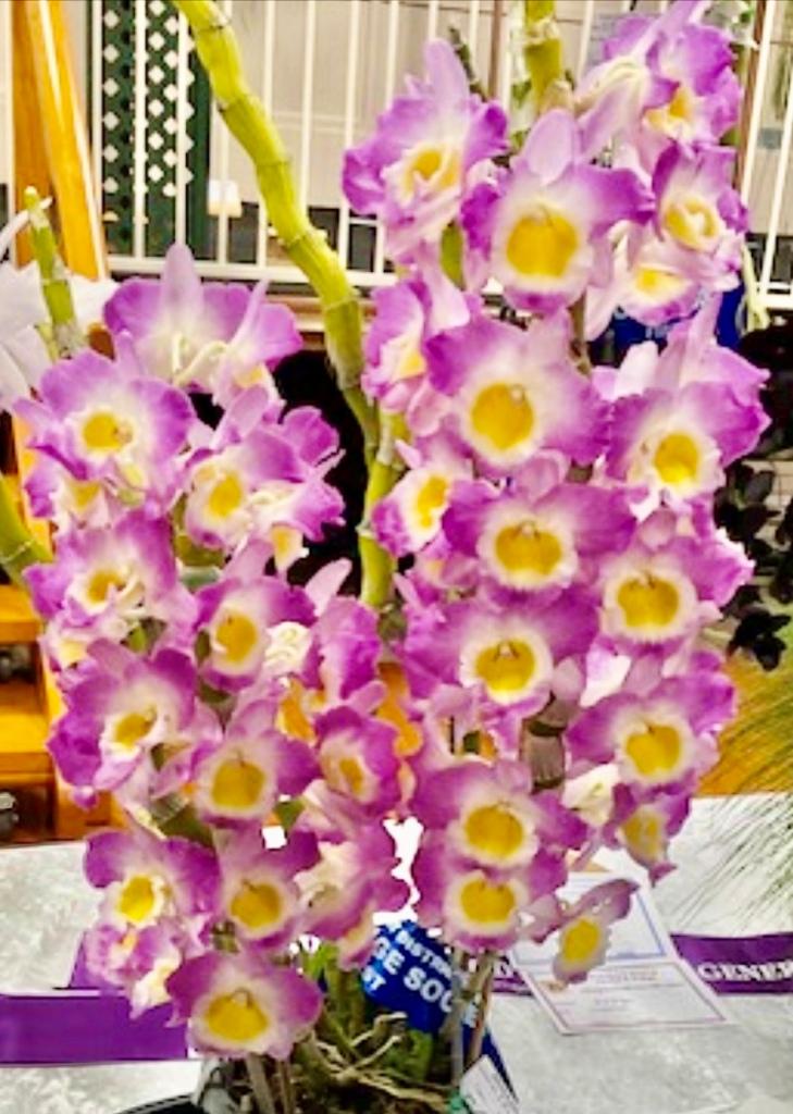 Dendrobium Angel Moon - photo 2