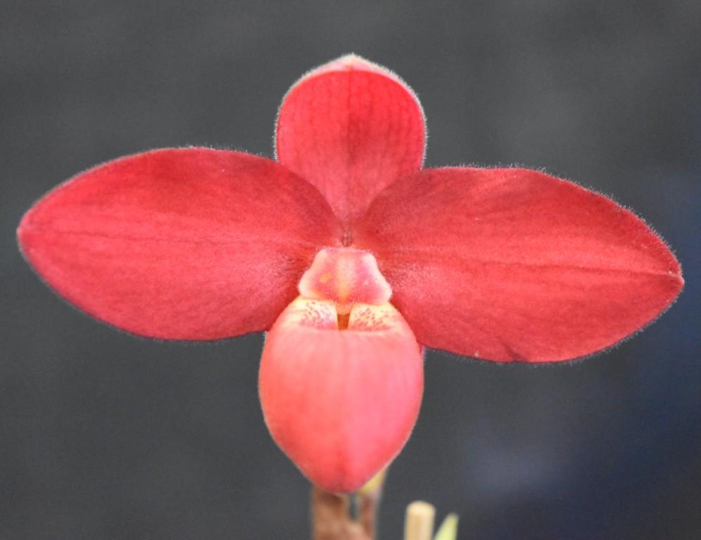 Phrag Early Surprise