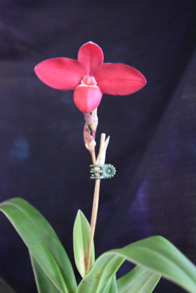 Phragmipedium Early Surprise - photo 2