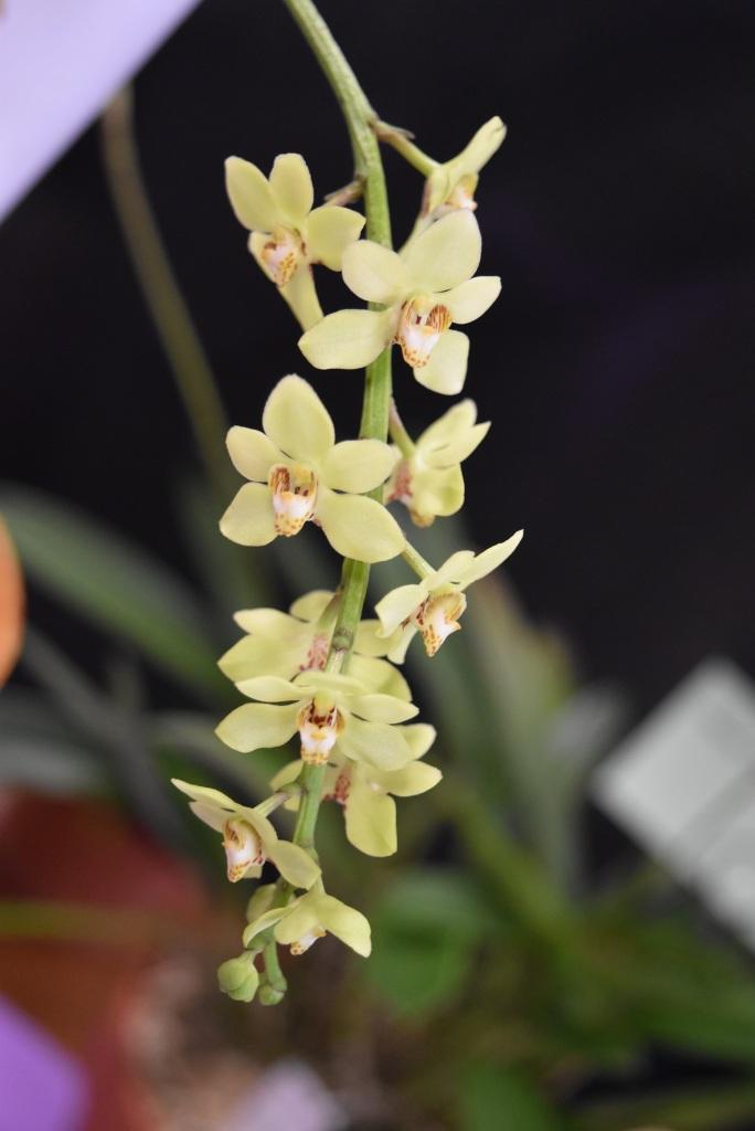 Sarcochilus Perky - photo 2