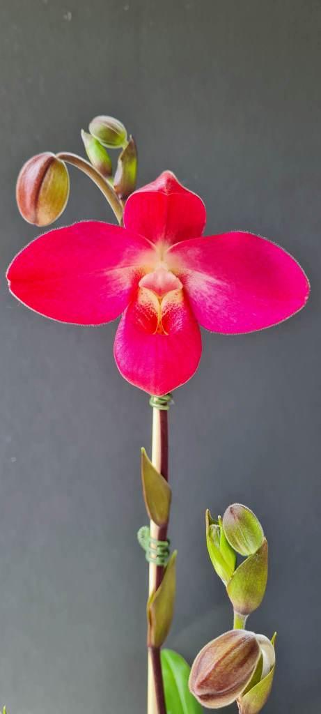 Phragmipedium Glen Decker - photo 2