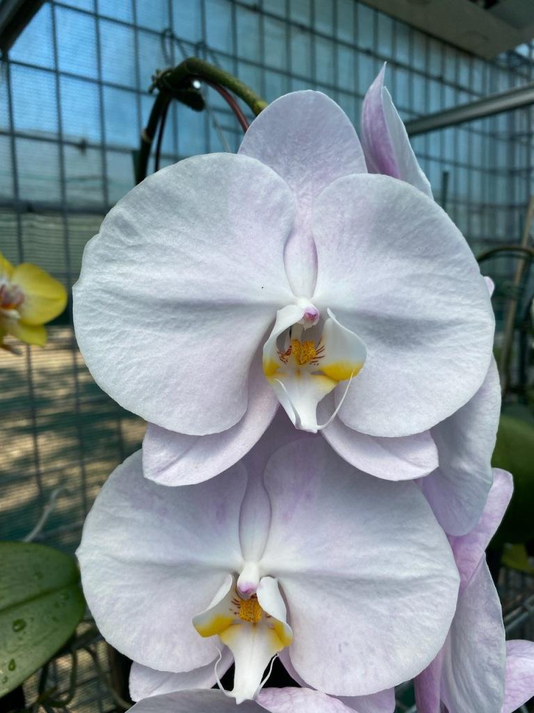 Phal Younghome San Diego