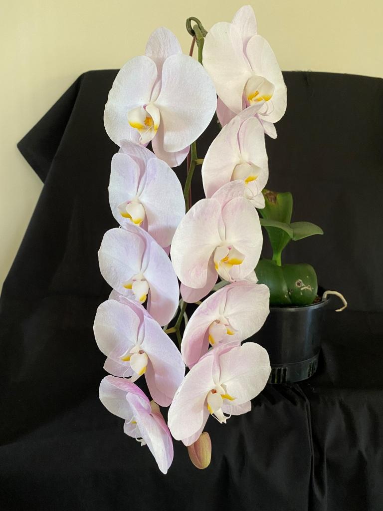 Phalaenopsis Younghome San Diego - photo 2