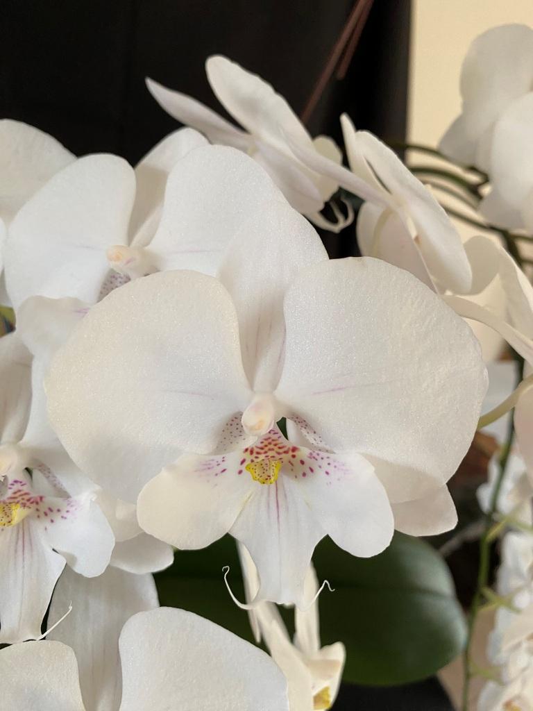 Phal Greg's White Magic