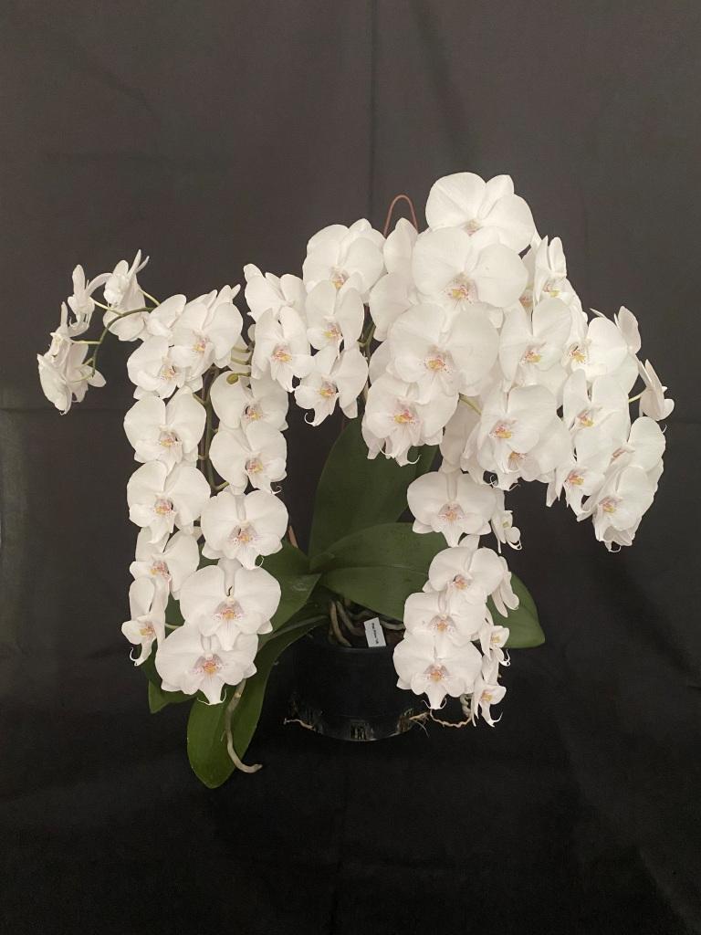 Phalaenopsis Greg's White Magic - photo 2