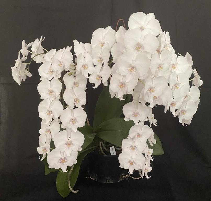 Phal Greg's White Magic