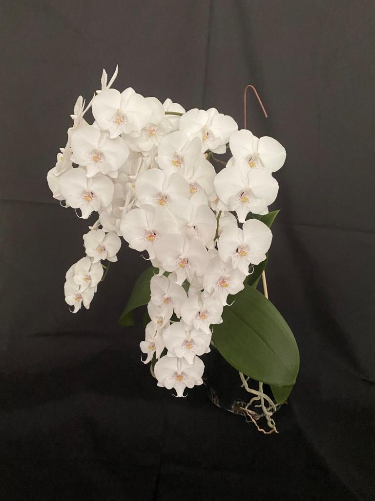 Phalaenopsis Greg's White Magic - photo 2