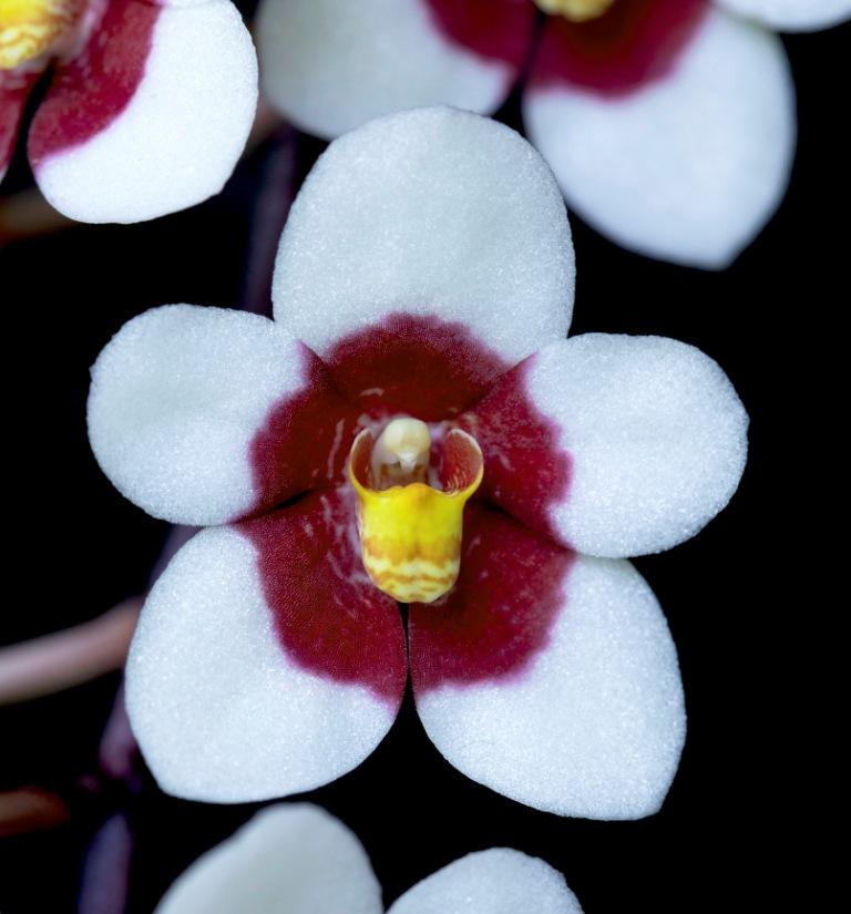 Sarco Tomas Kinsella