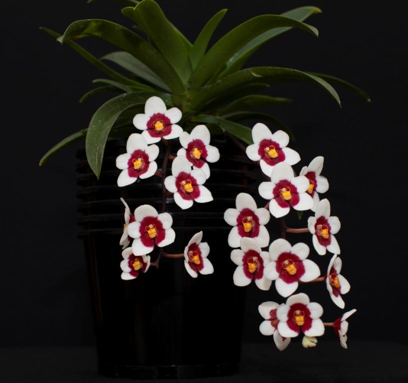 Sarcochilus Tomas Kinsella - photo 2