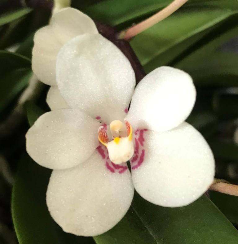 Sarco George Colthup