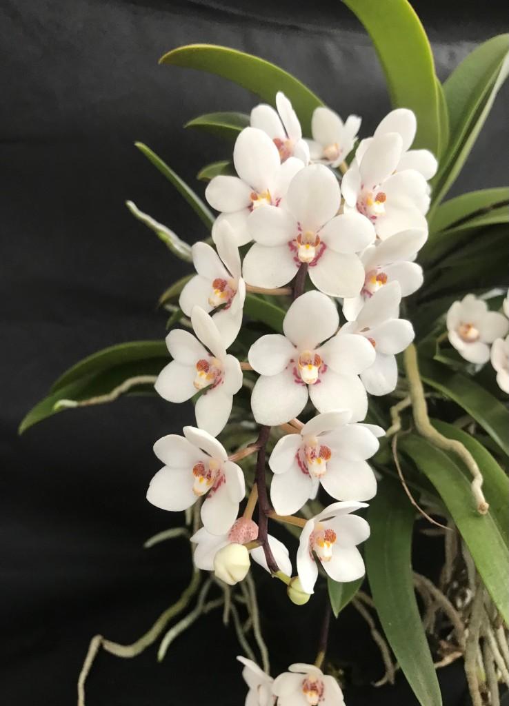 Sarcochilus George Colthup - photo 2