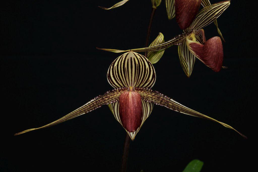 Paphiopedilum rothschildianum