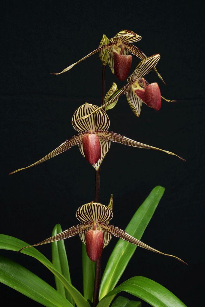 Paphiopedilum rothschildianum - photo 2
