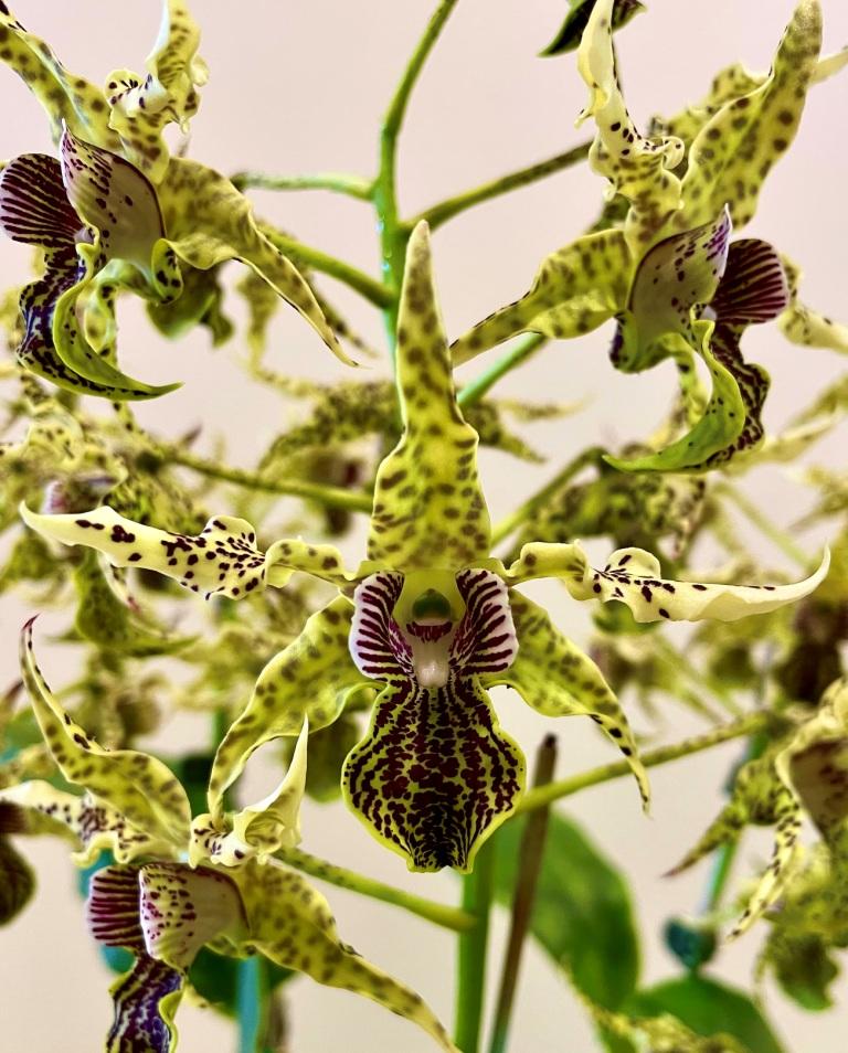 Den Neifert's Alexpoly