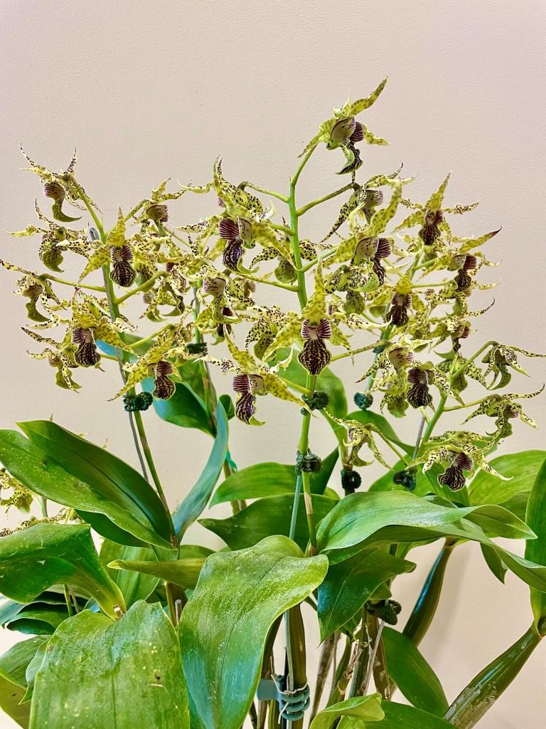 Dendrobium Neifert's Alexpoly - photo 2