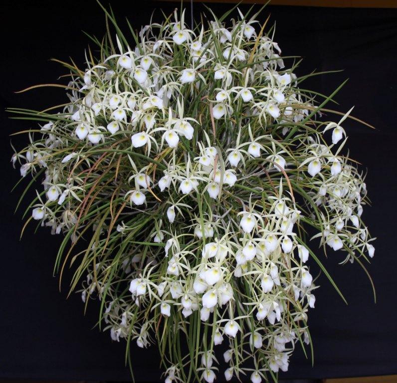 Brassavola perrinii