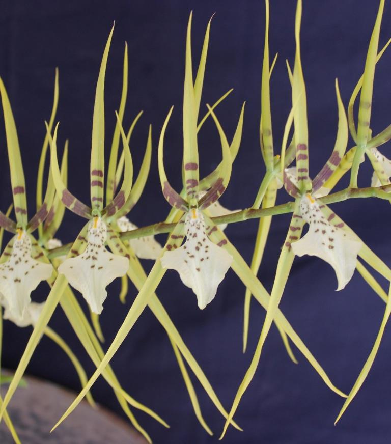 Brassia Rex