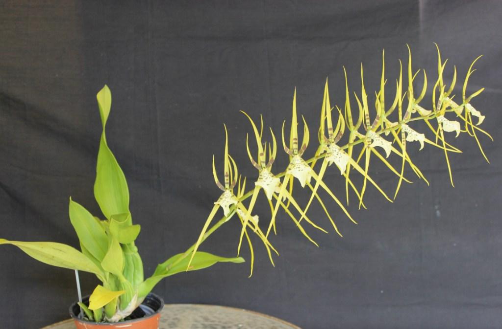 Brassia Rex - photo 2