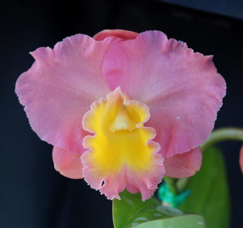 Rth Napp's Tradition