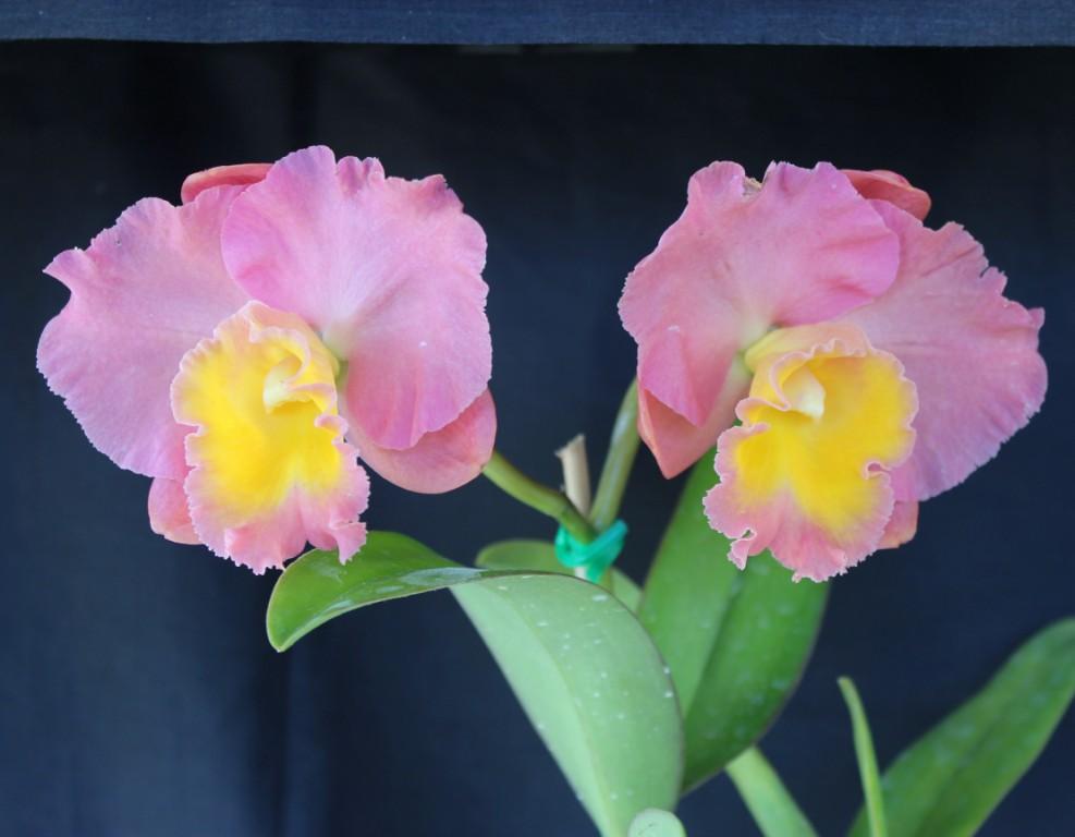 Rhyncattleanthe Napp's Tradition - photo 2