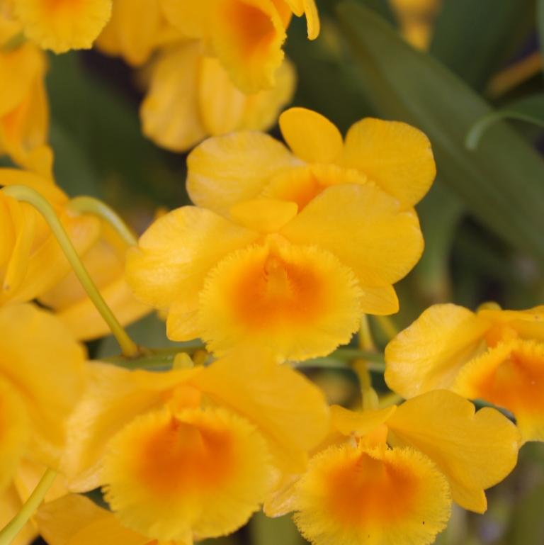 Dendrobium chrysotoxum