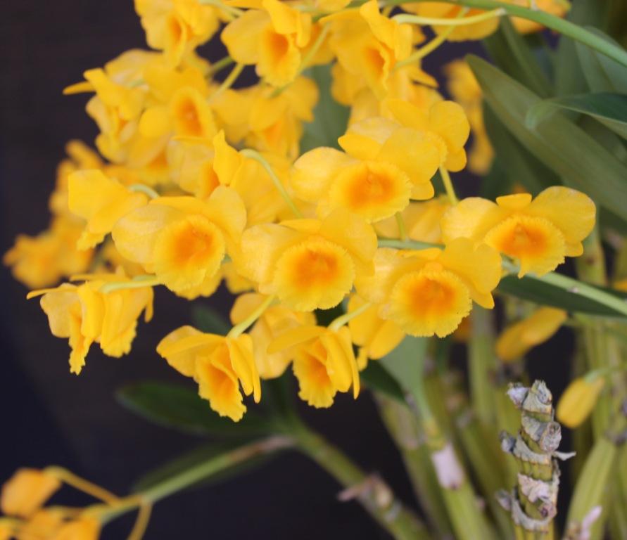 Dendrobium chrysotoxum - photo 2