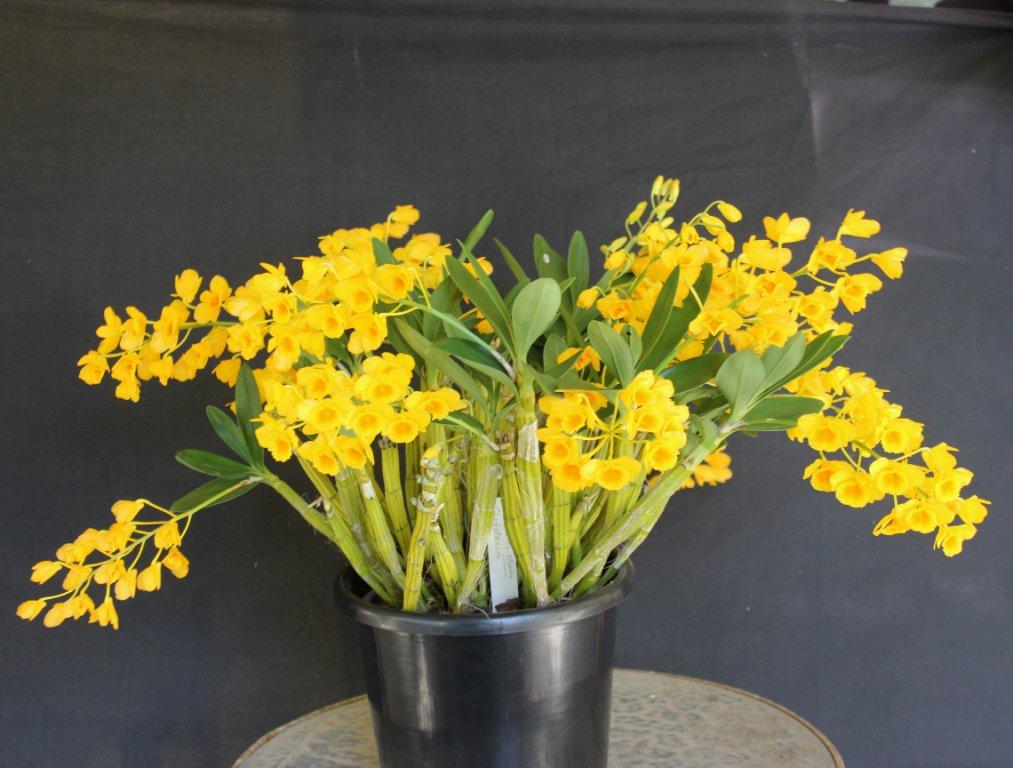 Dendrobium chrysotoxum