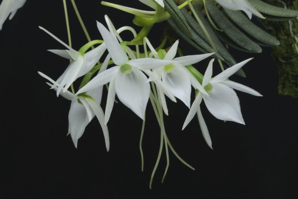 Angreacum aloifolium