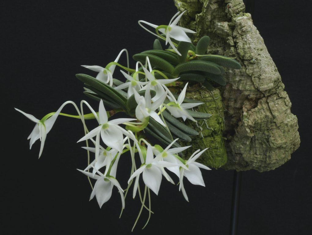 Angreacum aloifolium