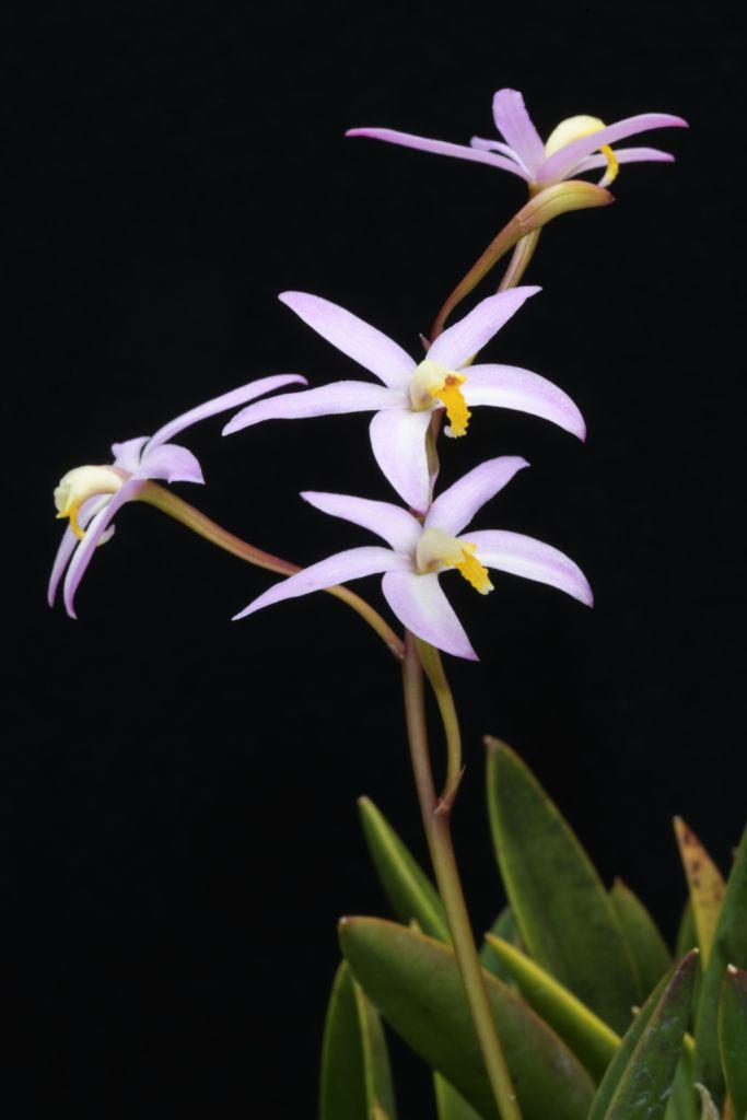 Cattleya reginae - photo 2