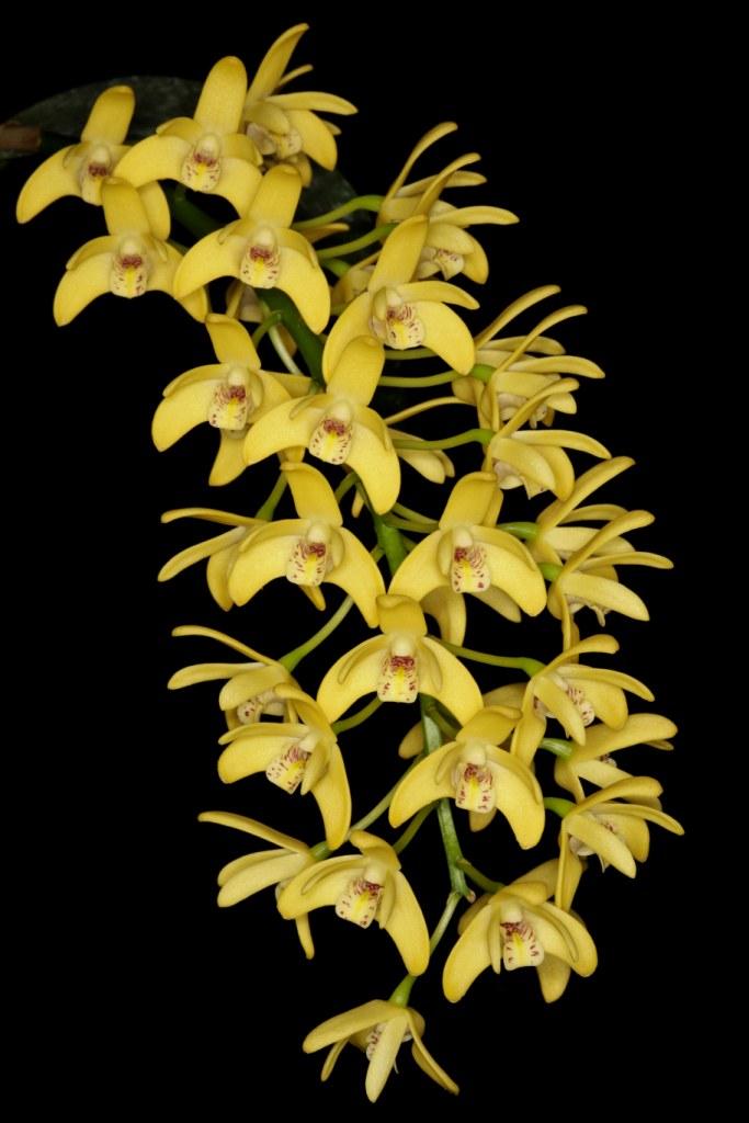 Dendrobium Gracillimum - photo 2