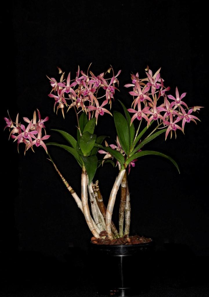 Dendrobium Elegant Heart - photo 2