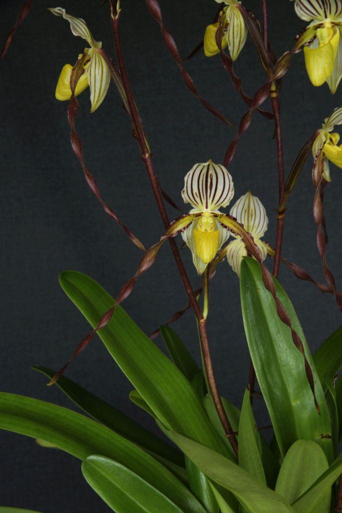 Paphiopedilum philippinense